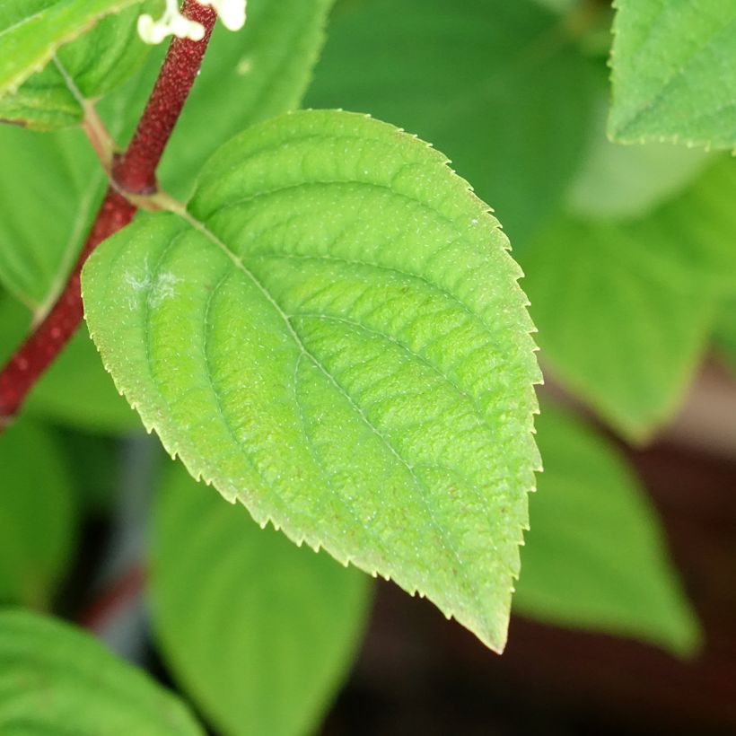 Hortênsia paniculata Fire Light (Folhagem)