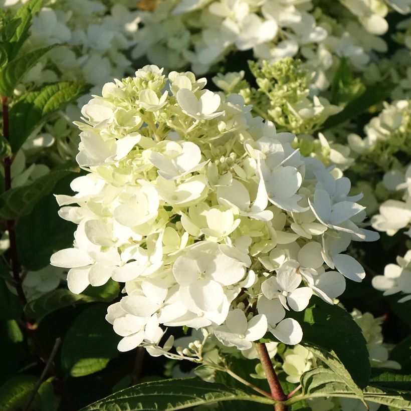 Hortênsia paniculata Fire Light (Floração)