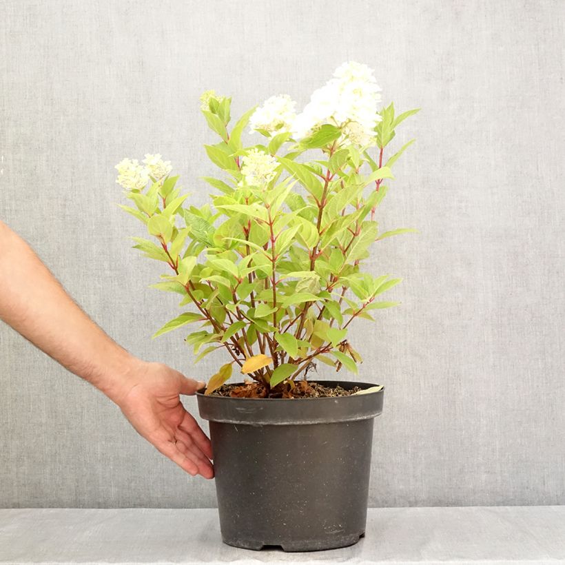 Amostra de Hortênsia paniculata Fraise Melba Vaso de 7,5 L/10 L tal como entregue no verão