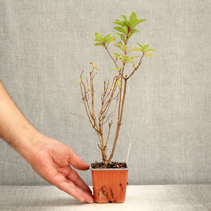 Amostra de Hortênsia paniculata Graffiti Vaso de 8/9 cm tal como entregue no verão
