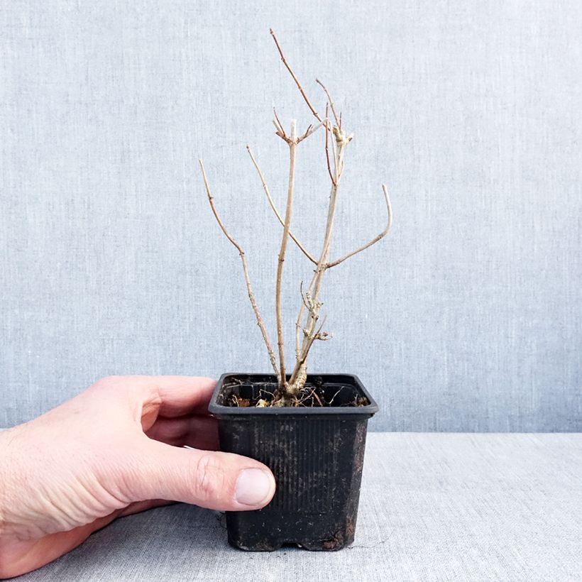 Amostra de Hydrangea paniculata Graffiti - Hortensia paniculé Vaso de 8/9 cm tal como entregue no inverno