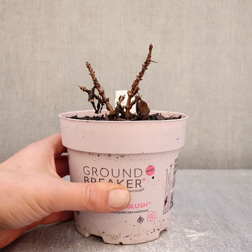 Amostra de Hortênsia paniculata Anã Groundbreaker Blush Vaso de 1 L/1,5 L tal como entregue no inverno