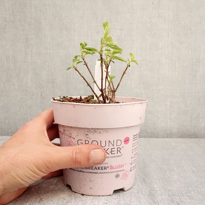 Amostra de Hortênsia paniculata Anã Groundbreaker Blush Vaso de 1 L/1,5 L tal como entregue na primavera