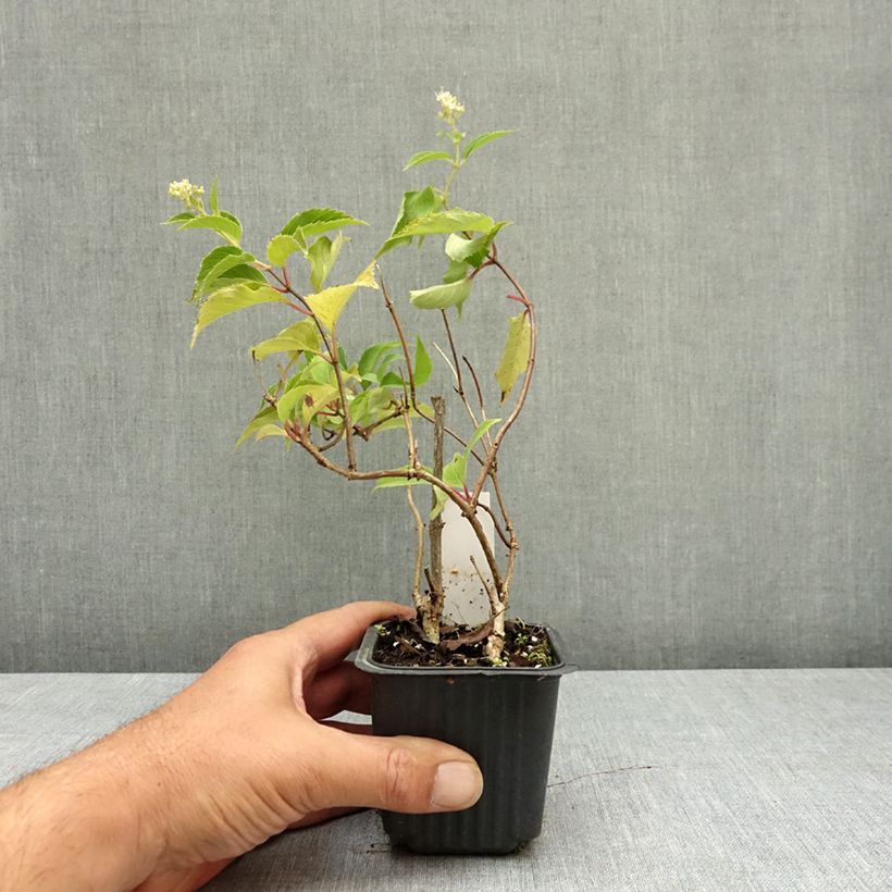 Amostra de Hortênsia paniculata Levana Vaso de 8/9 cm tal como entregue no verão