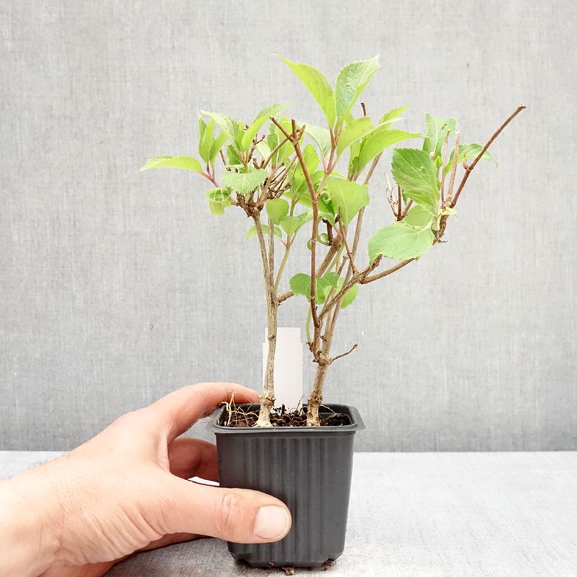 Amostra de Hortênsia paniculata Levana Vaso de 8/9 cm tal como entregue na primavera