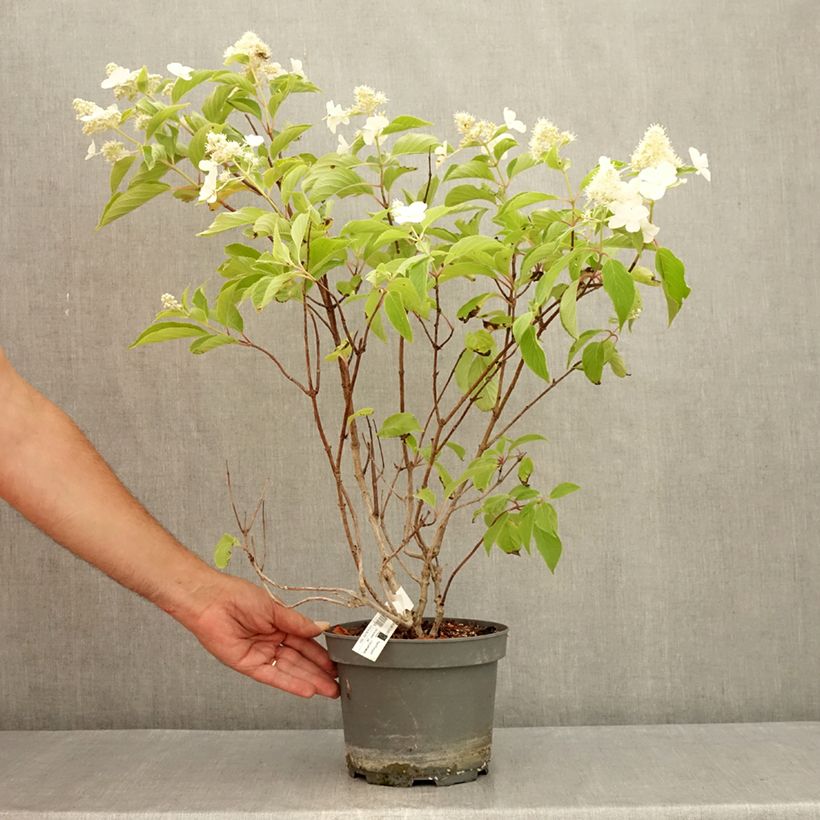 Amostra de Hortênsia paniculata Levana Vaso de 3 L/4 L tal como entregue no verão