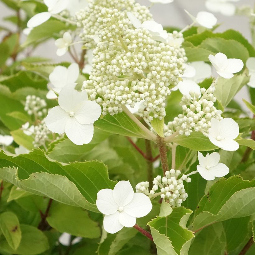 Hortênsia paniculata Levana (Floração)