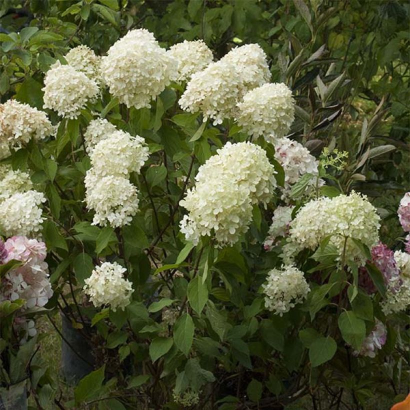 Hortênsia paniculata Limelight (Floração)