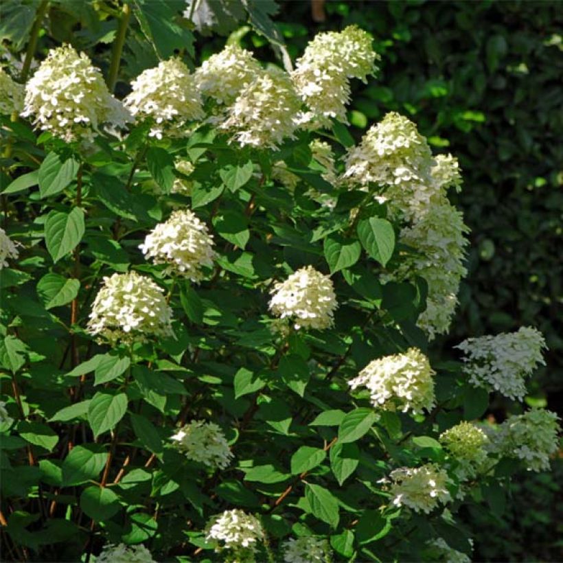 Hortênsia paniculata Limelight (Hábito)