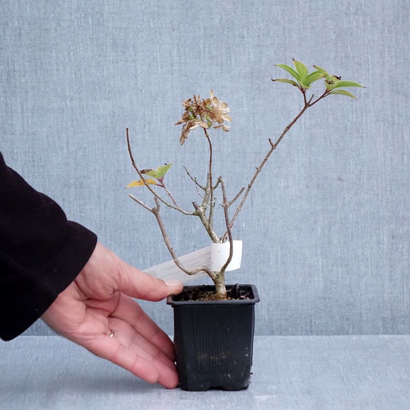 Amostra de Hortênsia paniculata Limelight Vaso de 8/9 cm tal como entregue no outono