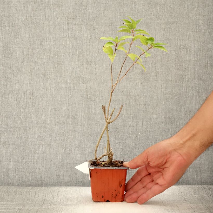 Amostra de Hortênsia paniculata Limelight Vaso de 8/9 cm tal como entregue no verão