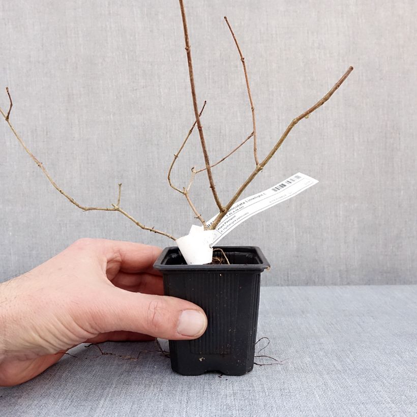 Amostra de Hortênsia paniculata Limelight Vaso de 8/9 cm tal como entregue no inverno