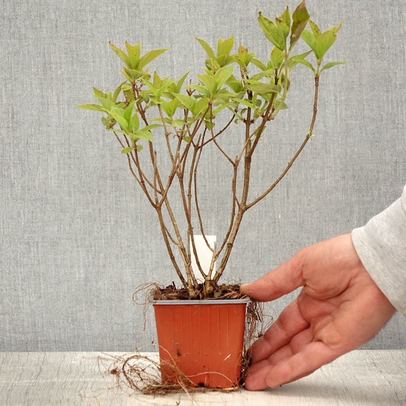 Amostra de Hortênsia paniculata Limelight Vaso de 8/9 cm tal como entregue na primavera