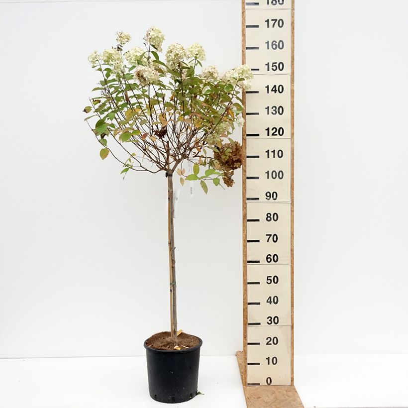 Amostra de Hortênsia paniculata Limelight Vaso de 12 L/15 L tal como entregue no outono