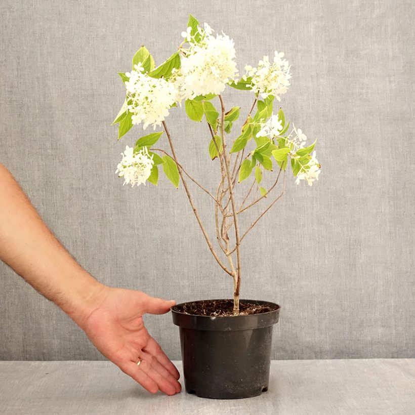 Amostra de Hortênsia paniculata Limelight Vaso de 3 L/4 L tal como entregue no verão