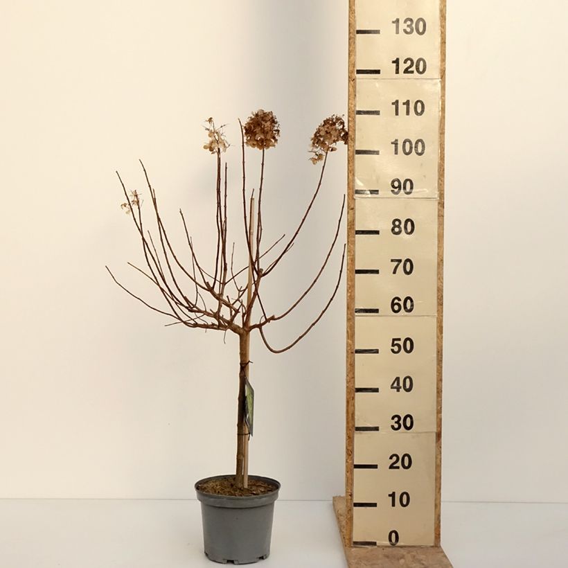 Amostra de Hortênsia paniculata Limelight Vaso de 3 L/4 L tal como entregue no inverno