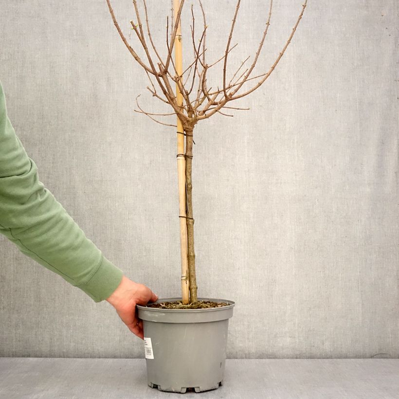 Amostra de Hortênsia paniculata Limelight Vaso de 3 L/4 L, Haste tal como entregue na primavera