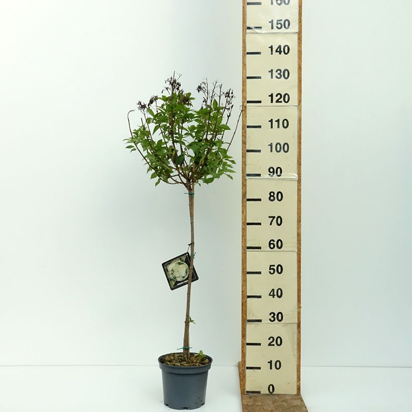 Amostra de Hortênsia paniculata Limelight Vaso de 3 L/4 L, Haste tal como entregue no verão