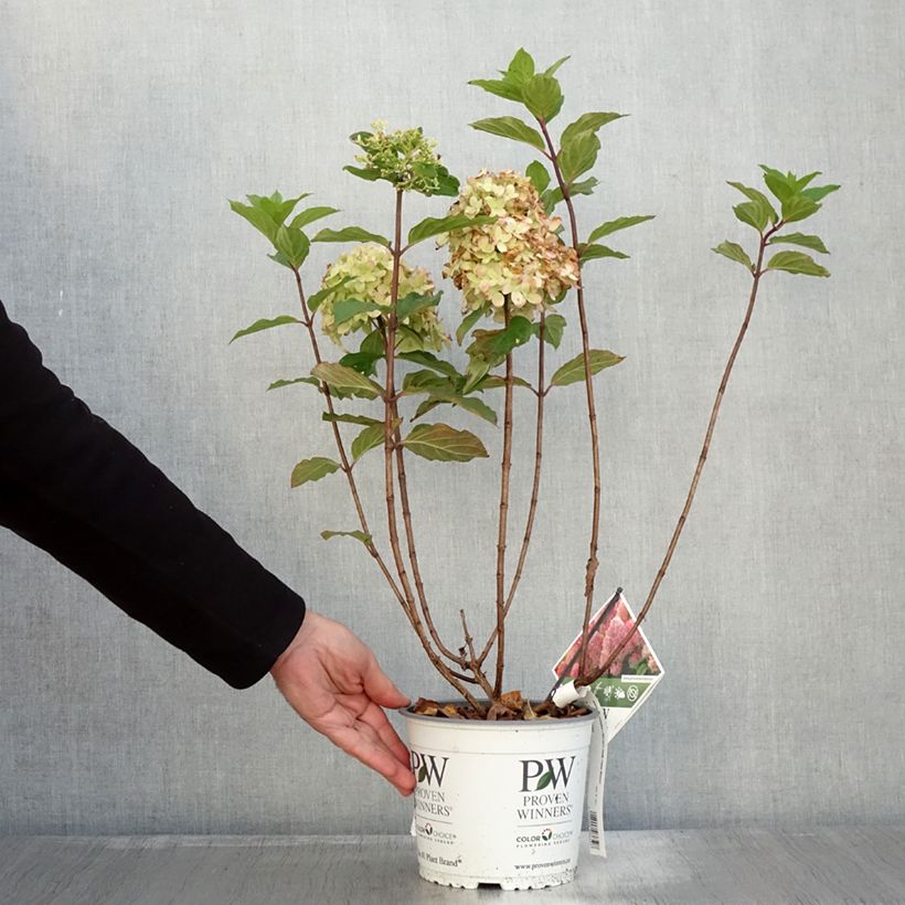 Amostra de Hydrangea paniculata Limelight Prime- Hortensia paniculé Pot de 3L/4L tal como entregue no outono