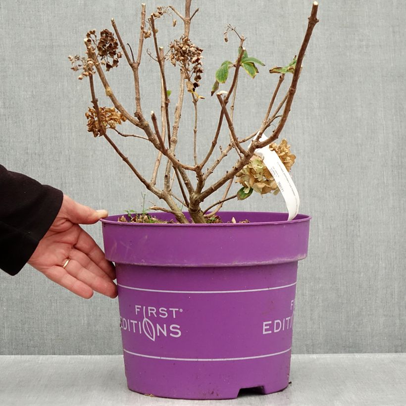 Amostra de Hydrangea paniculata Little Hottie- Hortensia paniculé Vaso de 7,5 L/10 L tal como entregue no outono