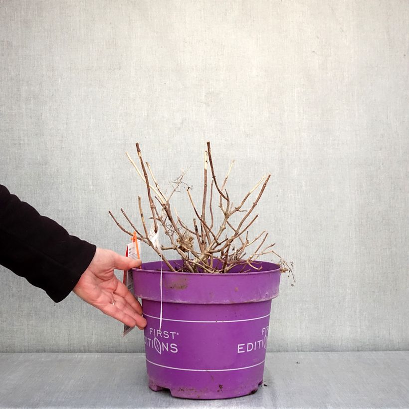 Amostra de Hortênsia paniculata Little Hottie Vaso de 7,5 L/10 L tal como entregue no inverno