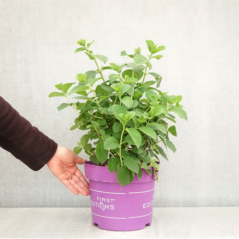 Amostra de Hortênsia paniculata Little Hottie Vaso de 7,5 L/10 L tal como entregue na primavera