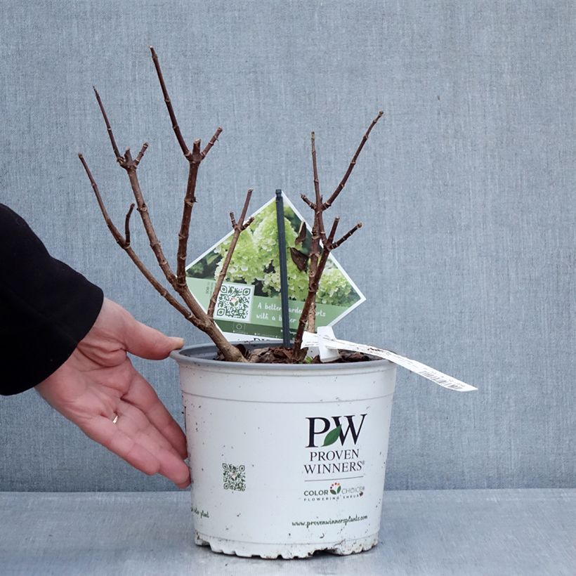 Amostra de Hortênsia paniculata Little Lime Punch Vaso de 3 L/4 L tal como entregue no inverno