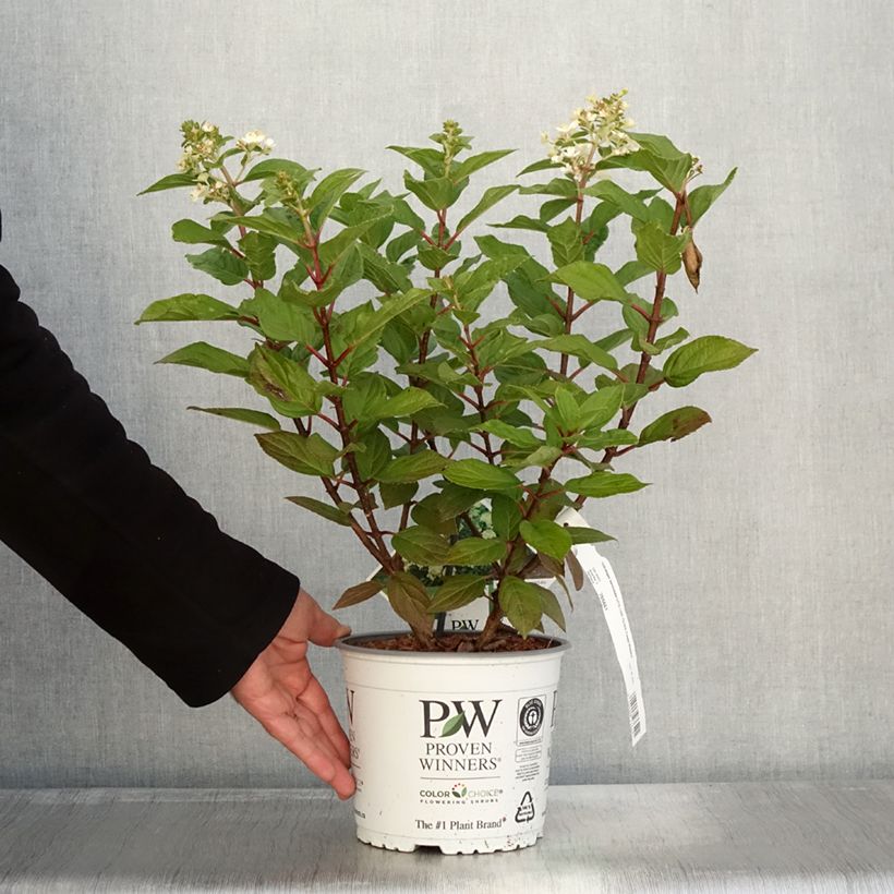 Amostra de Hortênsia paniculata Little Lime Punch Vaso de 3 L/4 L tal como entregue no outono