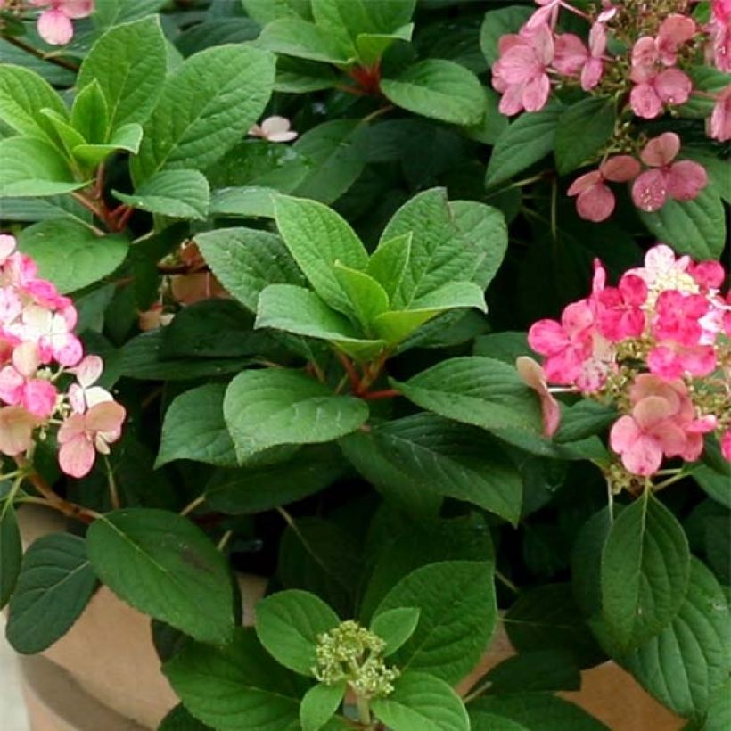 Hortênsia paniculata Little Quick Fire (Folhagem)