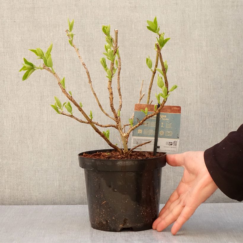 Amostra de Hortênsia paniculata Little Spooky Vaso de 3 L/4 L tal como entregue na primavera