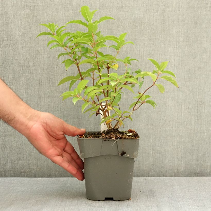 Amostra de Hortênsia paniculata Living Pink & Rose Vaso de 2 L/3 L tal como entregue no verão