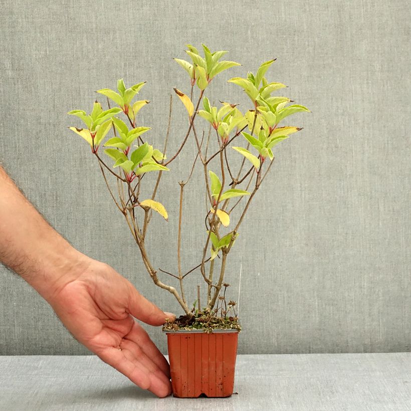 Amostra de Hortênsia paniculata Magical Fire Vaso de 8/9 cm tal como entregue no verão