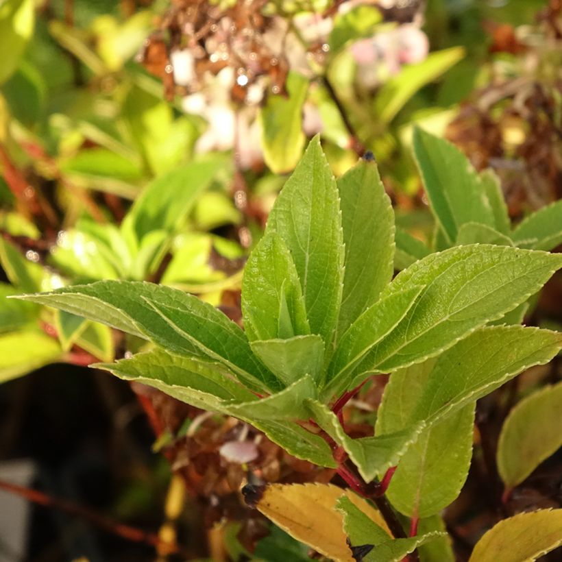 Hortênsia paniculata Mojito (Folhagem)