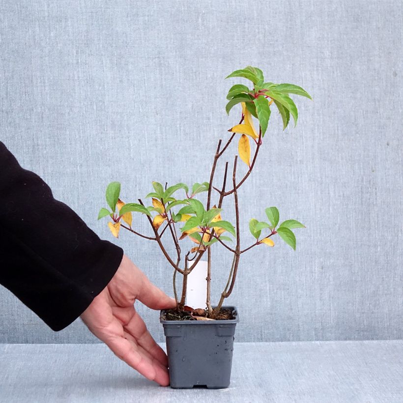 Amostra de Hortênsia paniculata Mojito Vaso de 8/9 cm tal como entregue no outono