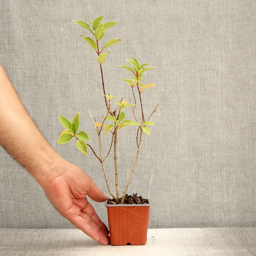 Amostra de Hortênsia paniculata Mojito Vaso de 8/9 cm tal como entregue no verão