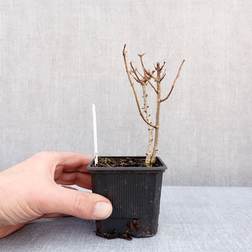 Amostra de Hortênsia paniculata Mojito Vaso de 8/9 cm tal como entregue no inverno