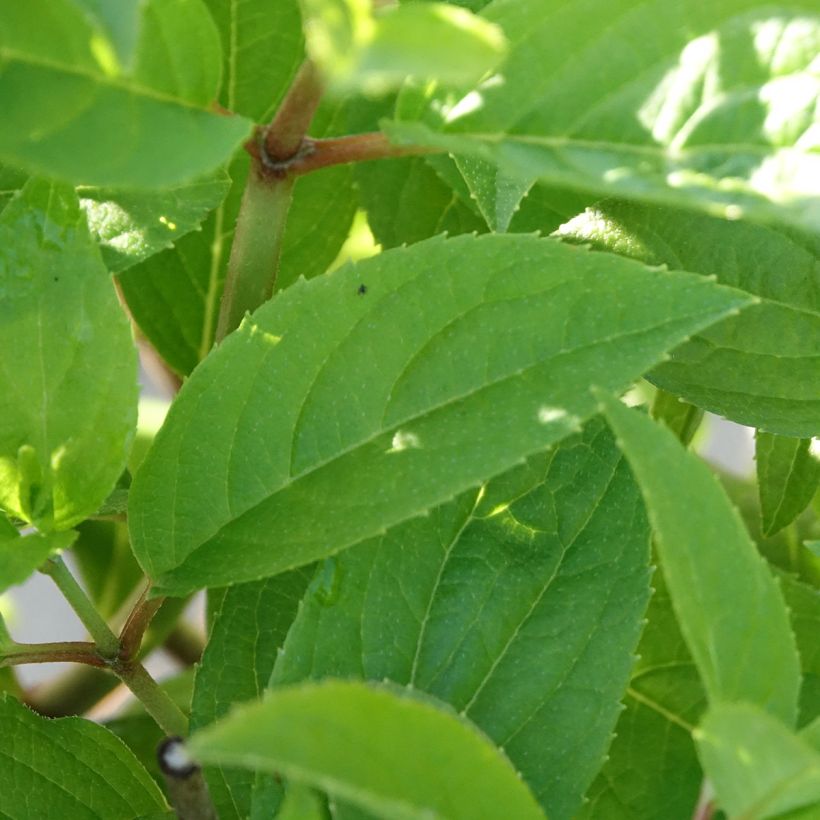 Hortênsia paniculata Petite Star (Folhagem)
