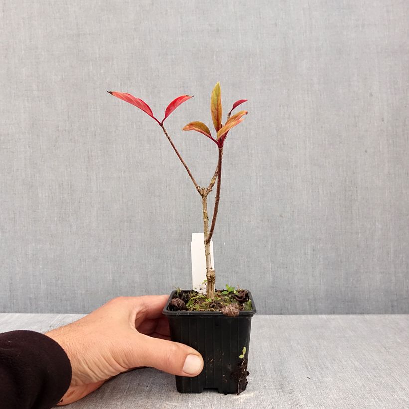 Amostra de Hortênsia paniculata Pinky Winky Vaso de 8/9 cm tal como entregue no outono