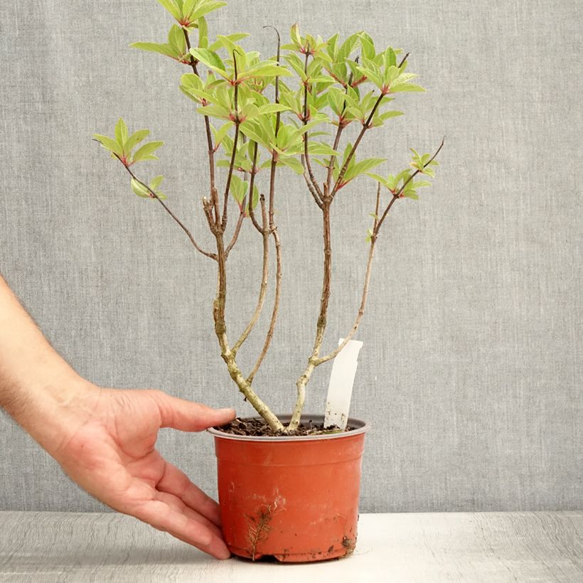 Amostra de Hortênsia paniculata Pinky Winky Vaso de 8/9 cm tal como entregue no verão
