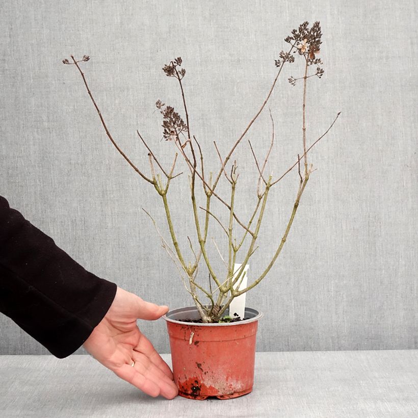 Amostra de Hortênsia paniculata Pinky Winky Vaso de 8/9 cm tal como entregue no inverno