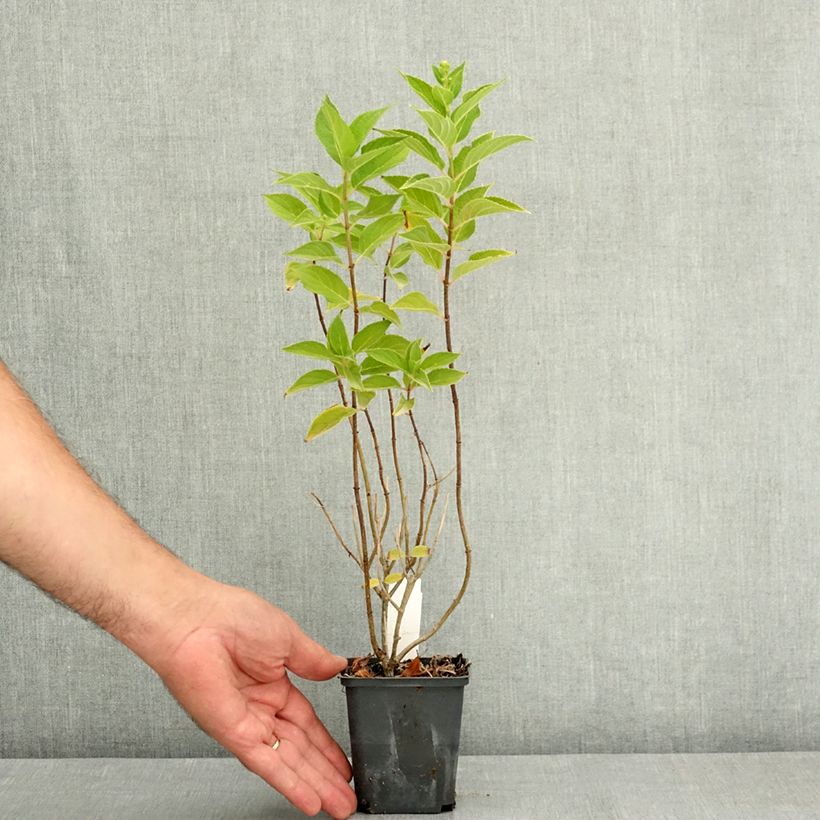 Amostra de Hortênsia paniculata Anã Pixio Vaso de 12 cm/13 cm tal como entregue no verão
