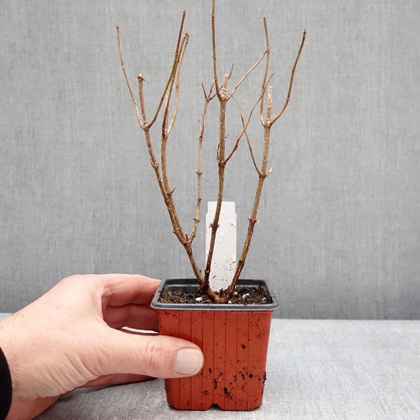 Amostra de Hortênsia paniculata Anã Pixio Vaso de 12 cm/13 cm tal como entregue no inverno