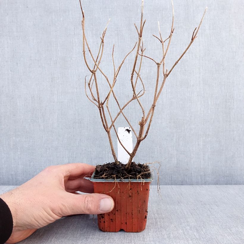 Amostra de Hortênsia paniculata Polar Bear Vaso de 8/9 cm tal como entregue no inverno