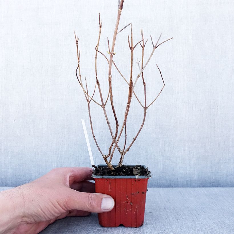 Amostra de Hortênsia paniculata Polar Bear Vaso de 8/9 cm tal como entregue na primavera