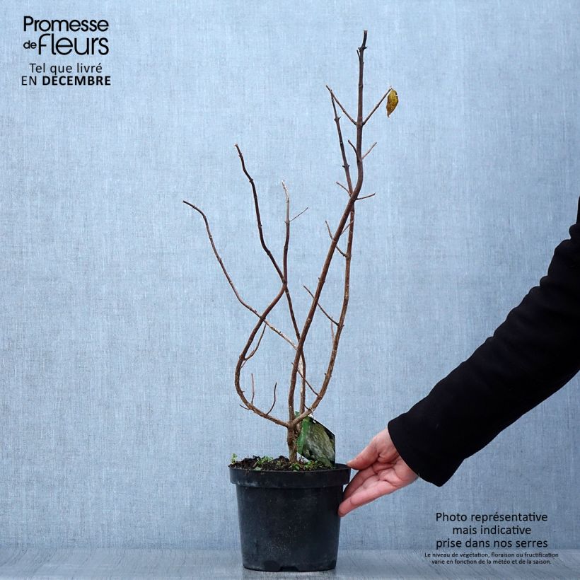 Amostra de Hortênsia paniculata Polar Bear Vaso de 2 L/3 L tal como entregue no outono