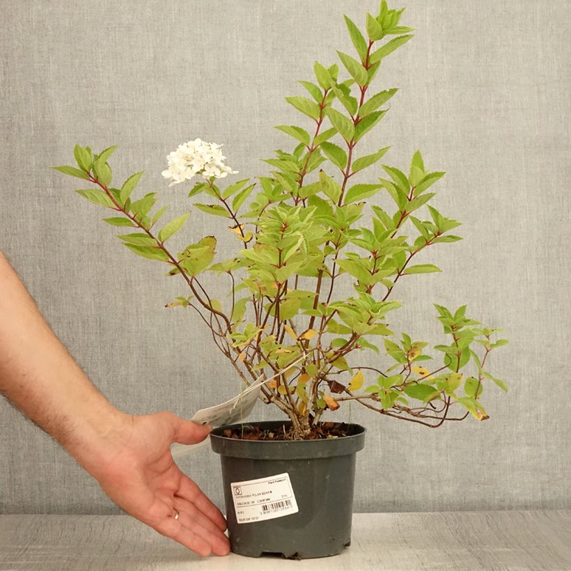 Amostra de Hortênsia paniculata Polar Bear Vaso de 2 L/3 L tal como entregue no verão