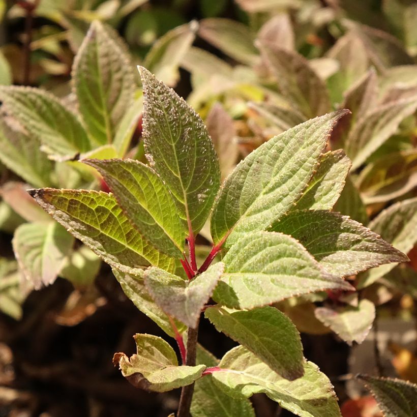 Hortênsia paniculata Polestar (Folhagem)