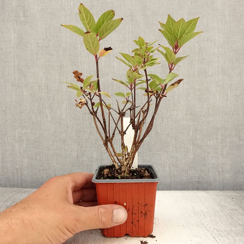Amostra de Hortênsia paniculata Polestar Vaso de 8/9 cm tal como entregue no verão