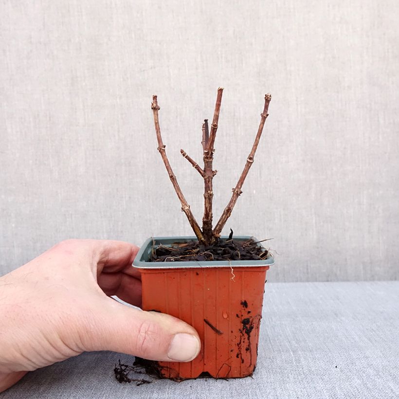 Amostra de Hydrangea paniculata Polestar - Hortensia paniculé Vaso de 8/9 cm tal como entregue no inverno