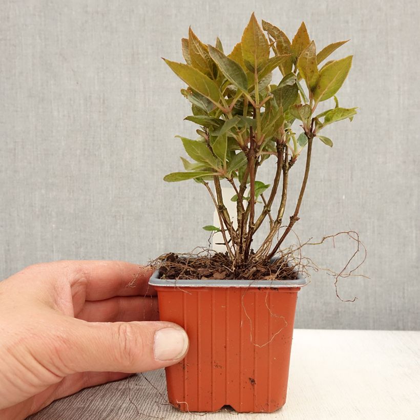 Amostra de Hortênsia paniculata Polestar Vaso de 8/9 cm tal como entregue na primavera